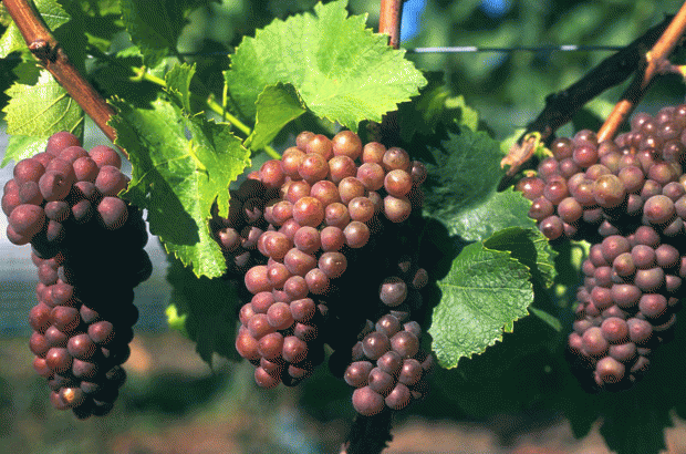 New-Zealand-Pinot-Gris-grapes