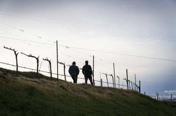 Gagnon and Kennedy walking the vineyards
