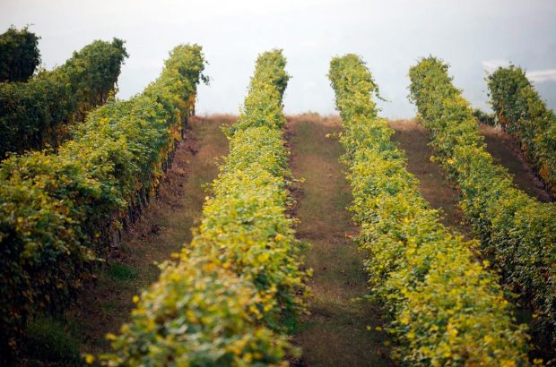 Alto Piemonte Latest Releases