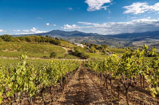 Brunello 2014 report