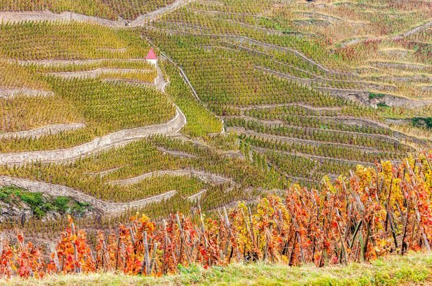 Côte-Rôtie & Condrieu 2020