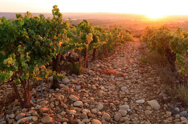Châteauneuf-du-Pape 2021