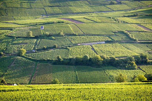 Côte de Beaune 2020