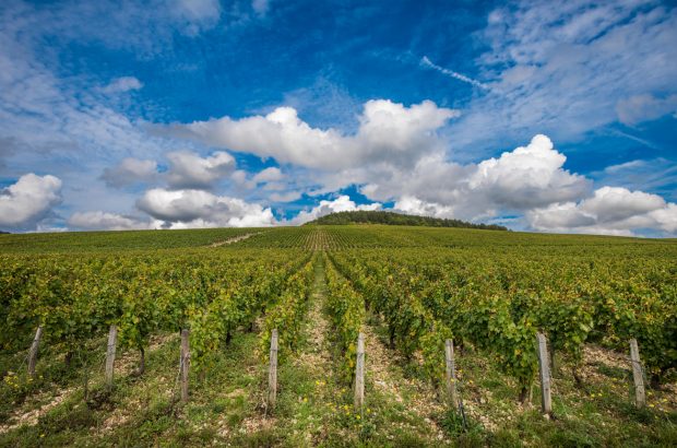 grand cru chablis 2021