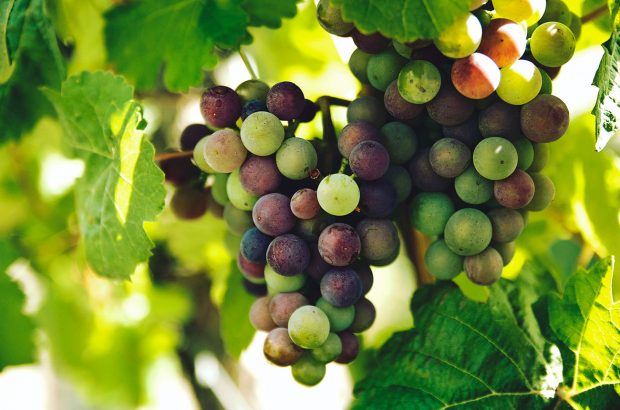 Grapes-on-vine