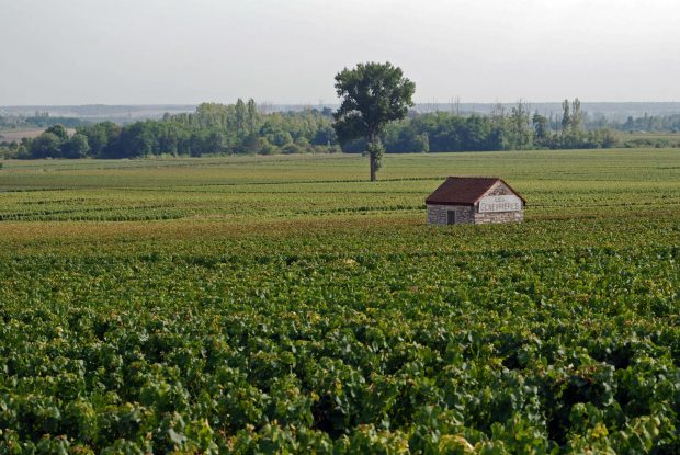 Meursault and Montrachet 2020