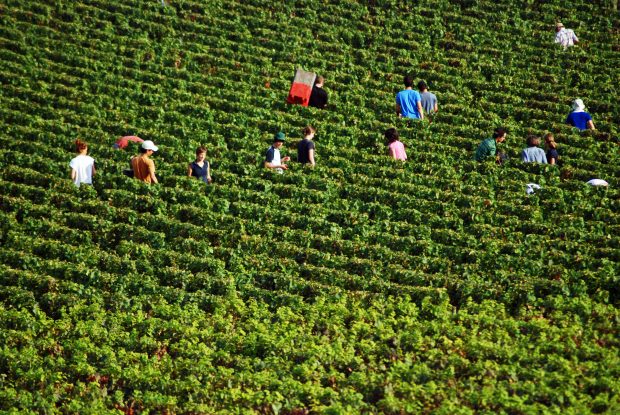 Pommard and Volnay 2020