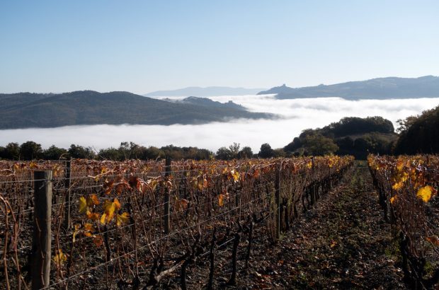 Brunello di Montalcino 2017