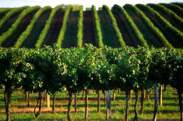 Vineyards in Bordeaux